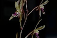 oecl.rauhii.Juni2014_004