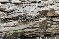 oecl.roseovariegata-RM-Madag.Kalkgebiet