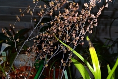 oecl.roseovariegata.Feb24_6043