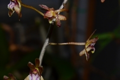 oecl.roseovariegataDez22_4476