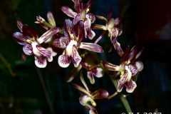 oecl.saundersiana.Maerz13_039