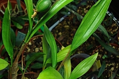 oecl.versicolor.2011.Febr_03