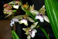 oecl.versicolor.2014.Okt_-018