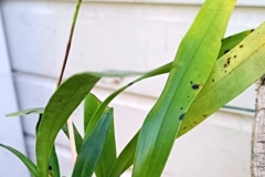 polyst.mukandaensis-1