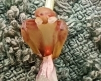 polyst.mukandaensis-3