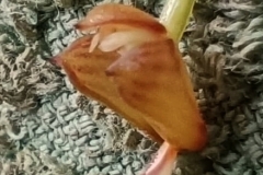 polyst.mukandaensis-4