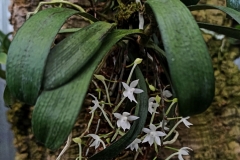 args.ugandensis-Claudia-4